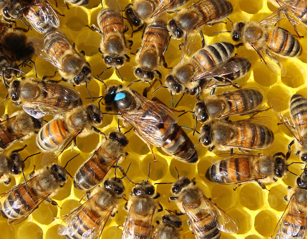 Kursus i biavl for nye biavlere